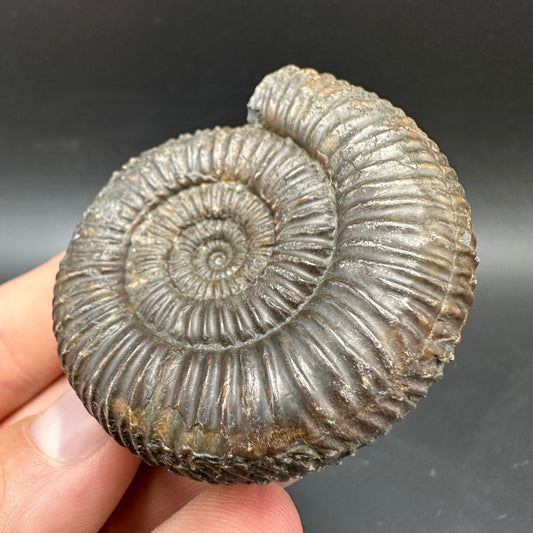 Catacoeloceras Sp. ammonite fossil with box and stand- Whitby, North Yorkshire Jurassic Coast Yorkshire Fossils