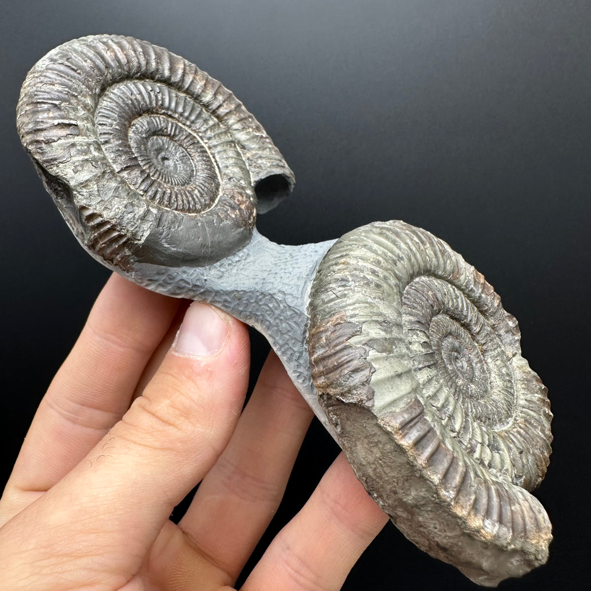 Dactylioceras Ammonite Fossil With Stand - Whitby, North Yorkshire Jurassic Coast Yorkshire Fossils
