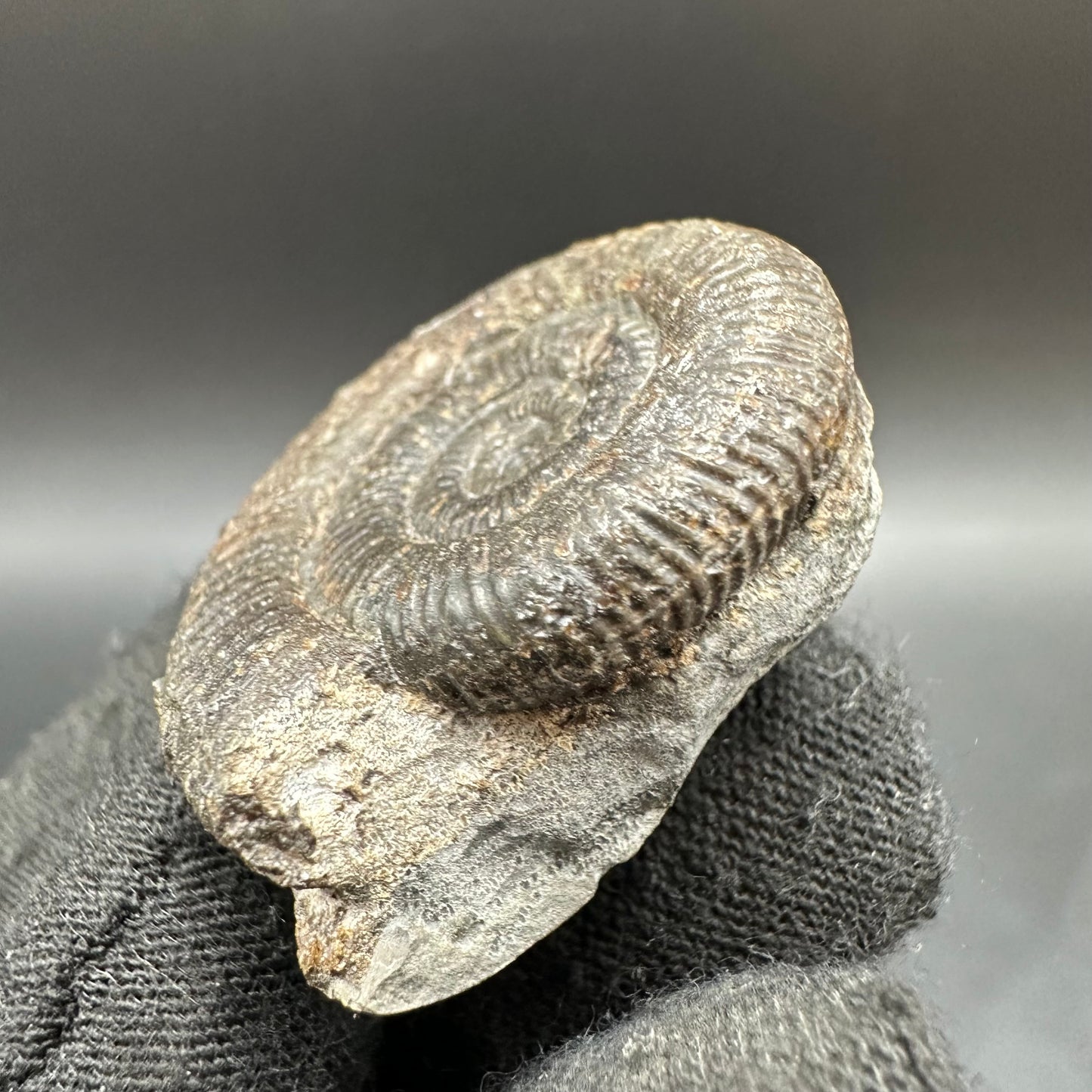 Dactylioceras Ammonite Fossil With Box And Stand - Whitby, North Yorkshire Jurassic Coast Yorkshire Fossils