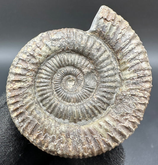 Dactylioceras Ammonite Fossil With Box And Stand - Whitby, North Yorkshire Jurassic Coast Yorkshire Fossils