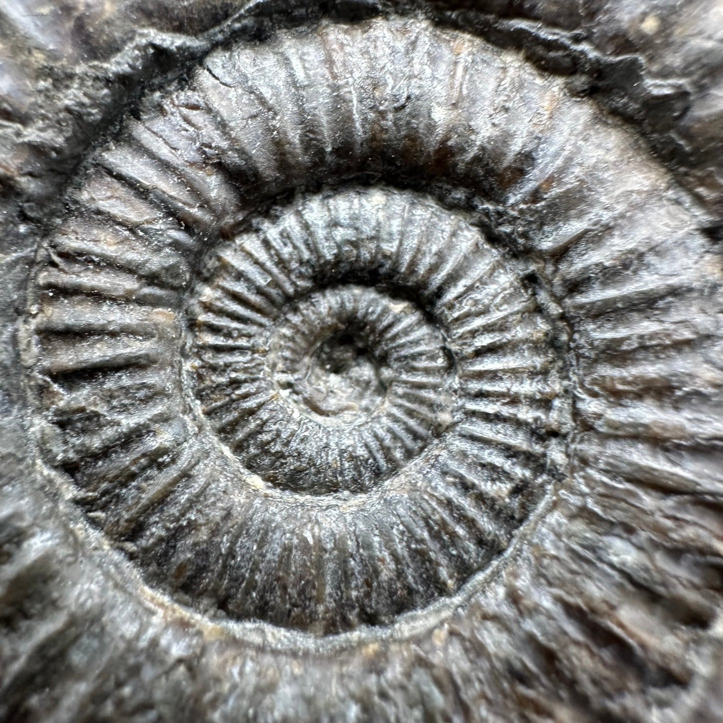 Dactylioceras Ammonite Fossil With Box And Stand - Whitby, North Yorkshire Jurassic Coast Yorkshire Fossils