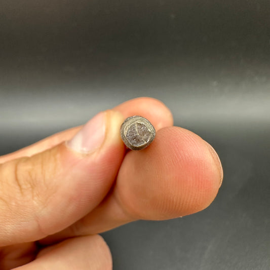 Hibolite (Fossil Squid) shell fossil - Whitby, North Yorkshire Jurassic Coast Yorkshire Fossils