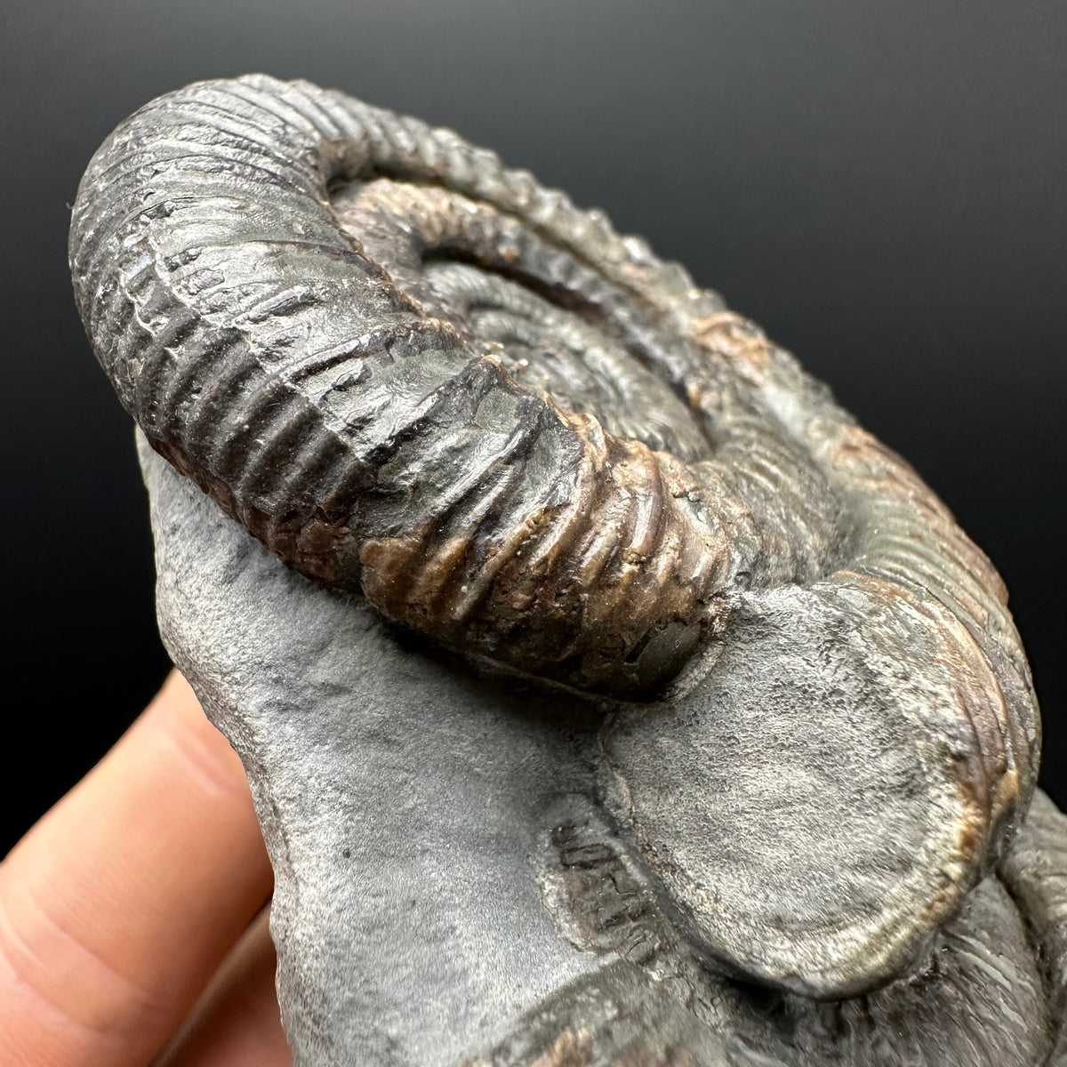 Dactylioceras Ammonite Fossil With Stand - Whitby, North Yorkshire Jurassic Coast Yorkshire Fossils