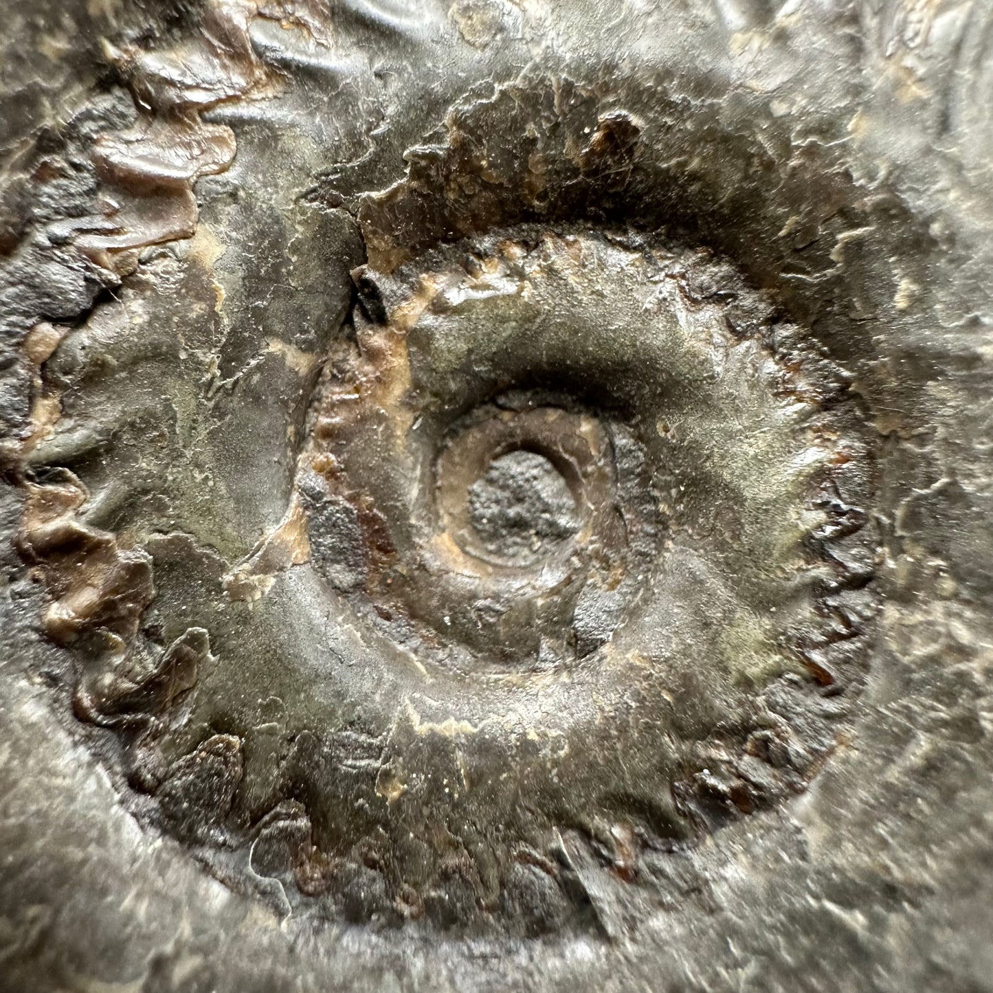 Hildoceras lusitanicum Ammonite fossil with box and stand - Whitby, North Yorkshire, Jurassic Coast, Yorkshire Fossils from the Jurassic Coast