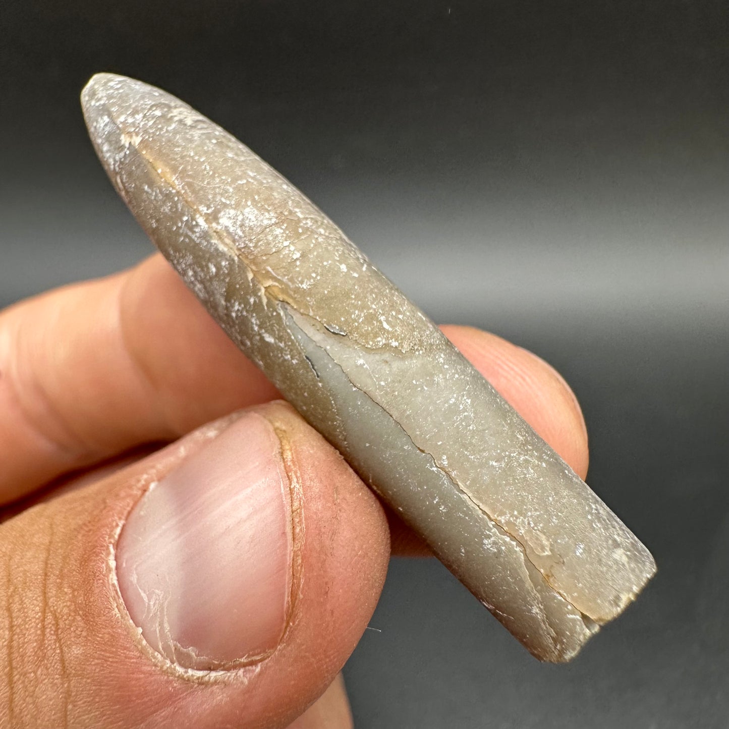 Belemnite (Fossil Squid) shell fossil - Whitby, North Yorkshire Jurassic Coast Yorkshire Fossils