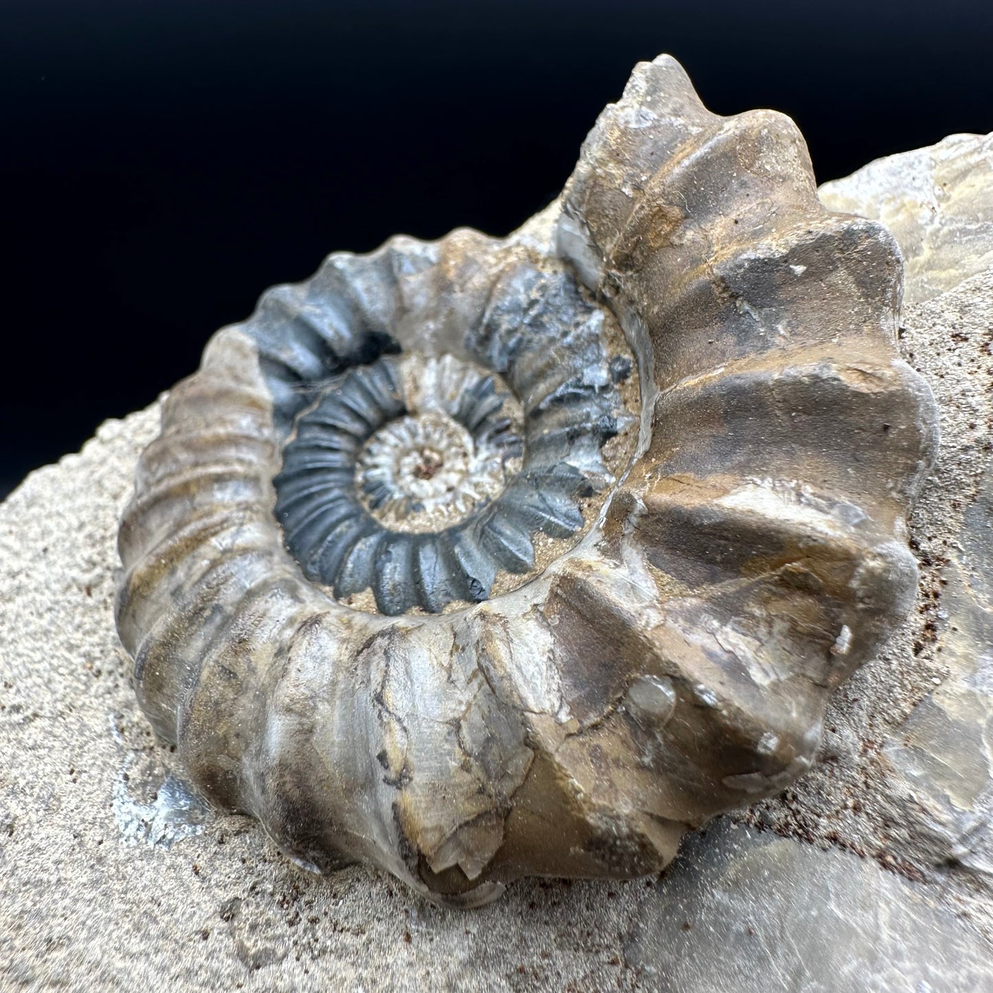 Androgynoceras Capricornus ammonite fossil - Whitby, North Yorkshire Jurassic Coast Yorkshire Fossils