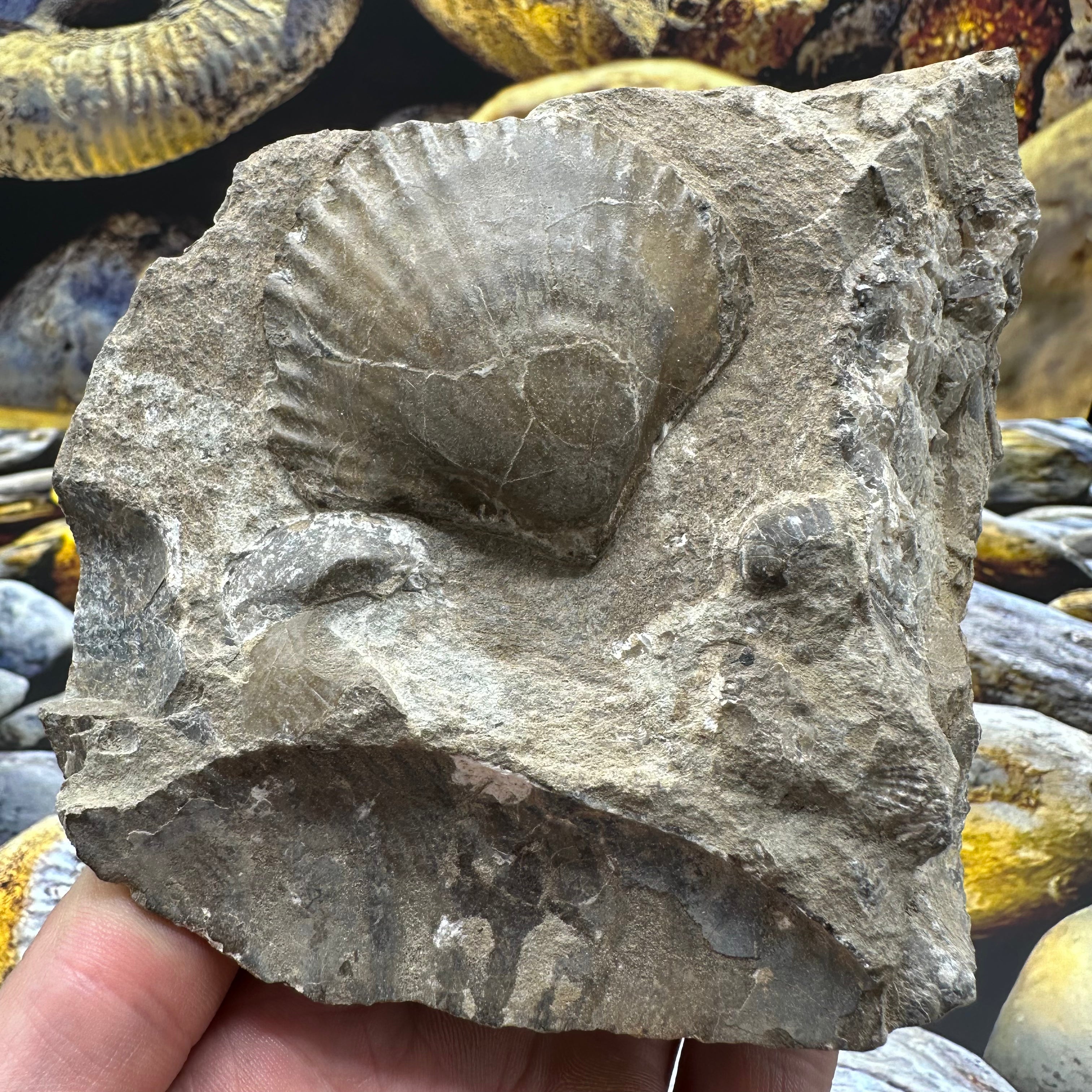 Shell fossil - Whitby, North Yorkshire – Yorkshire.Fossils
