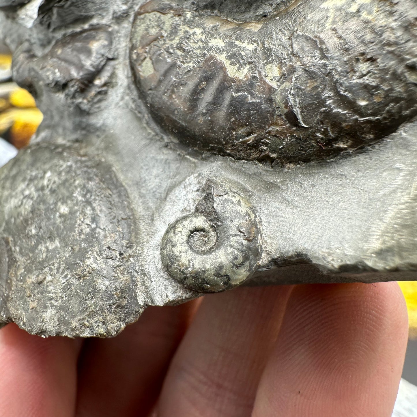 Eleganticeras Elegantulum ammonite fossil - Whitby, North Yorkshire Jurassic Coast, Yorkshire Fossils