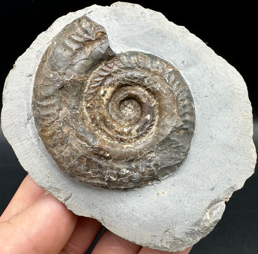 Hildoceras Bifrons Ammonite fossil with box and stand - Whitby, North Yorkshire Jurassic Coast, Yorkshire Fossils from the Jurassic Coast