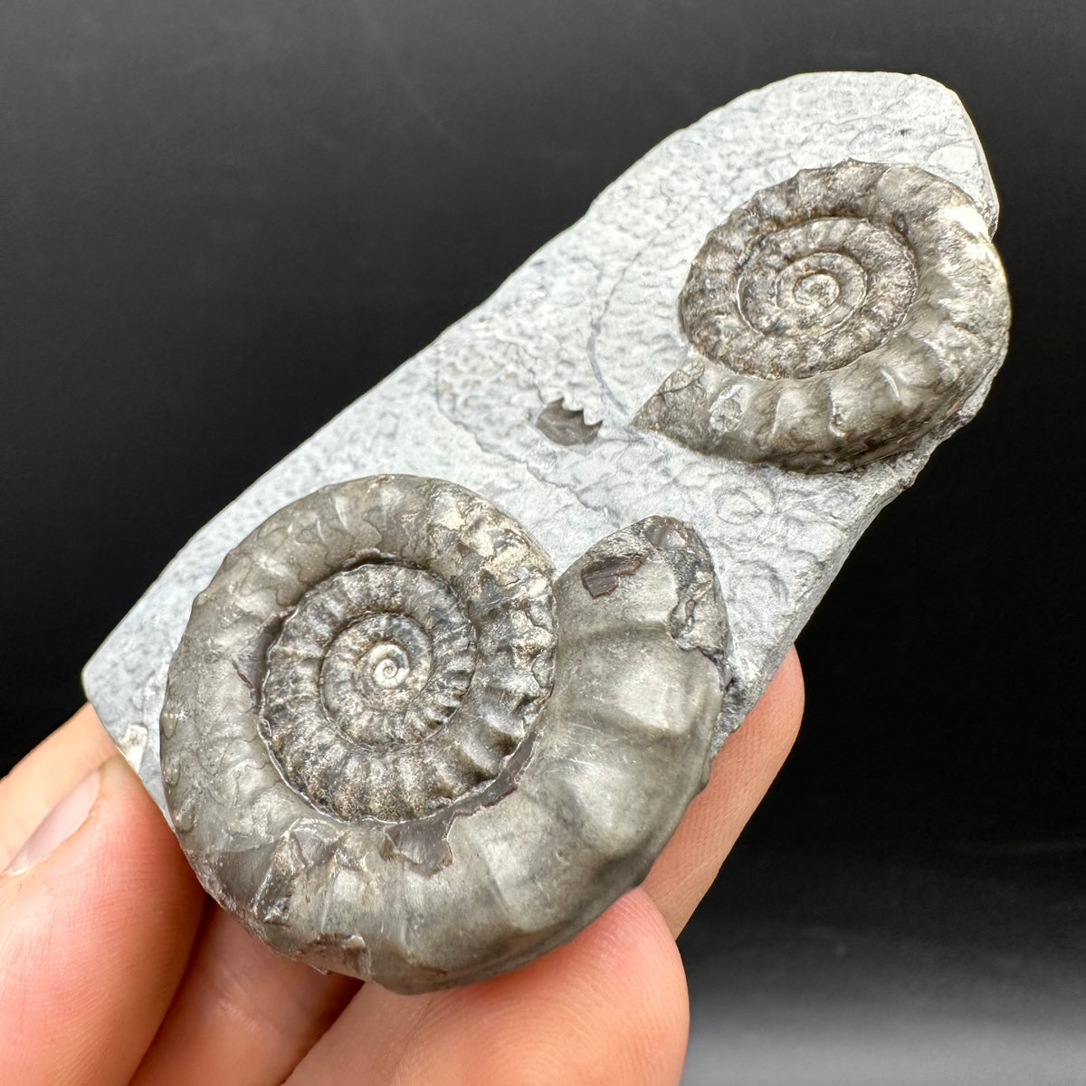 Arnioceras ammonite shell fossil with box and stand - Whitby, North Yorkshire Jurassic Coast Yorkshire Fossils