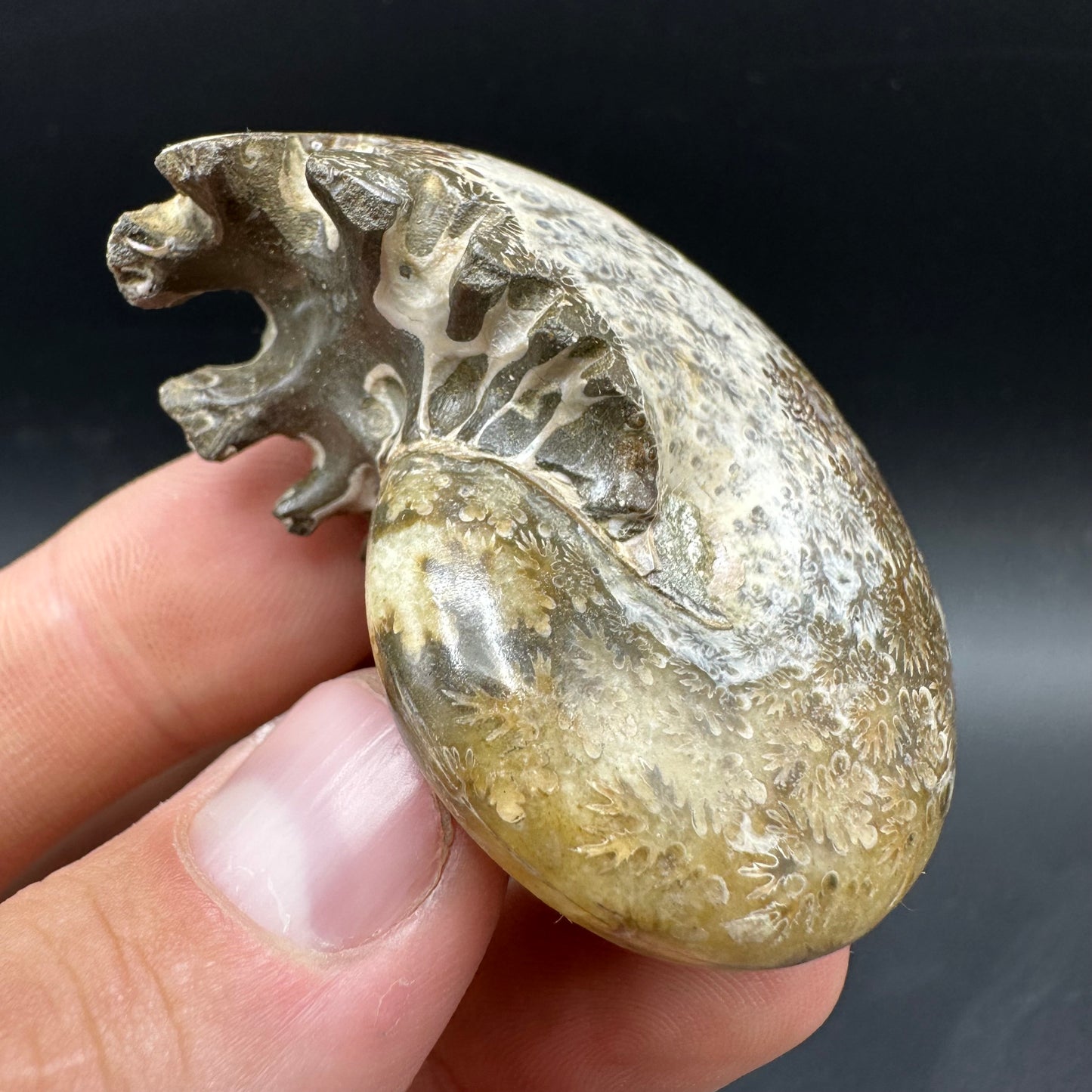 Phylloceras Ammonite Fossil With Box And Stand - Cretaceous Ammonite Madagascar