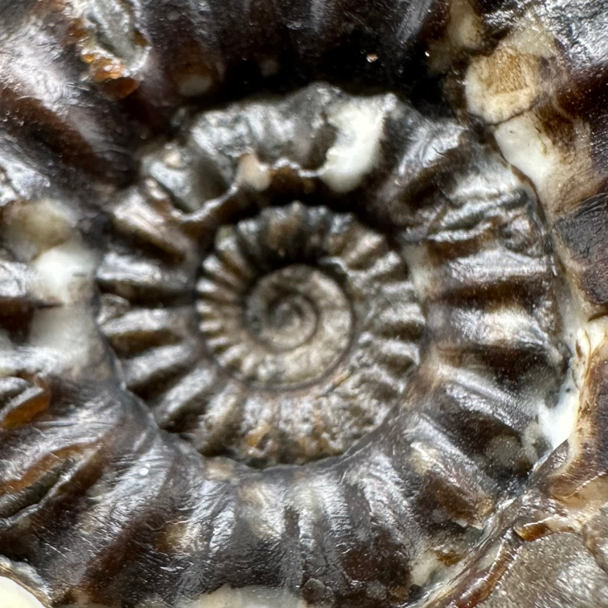 Androgynoceras maculatum ammonite fossil with stand - Whitby, North Yorkshire Jurassic Coast Yorkshire Fossils