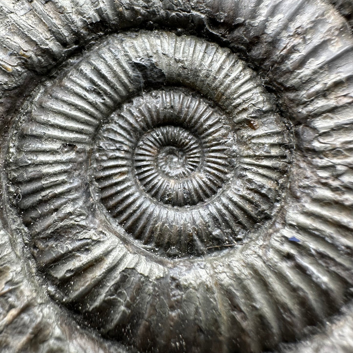 Catacoeloceras Sp. ammonite fossil with box and stand- Whitby, North Yorkshire Jurassic Coast Yorkshire Fossils