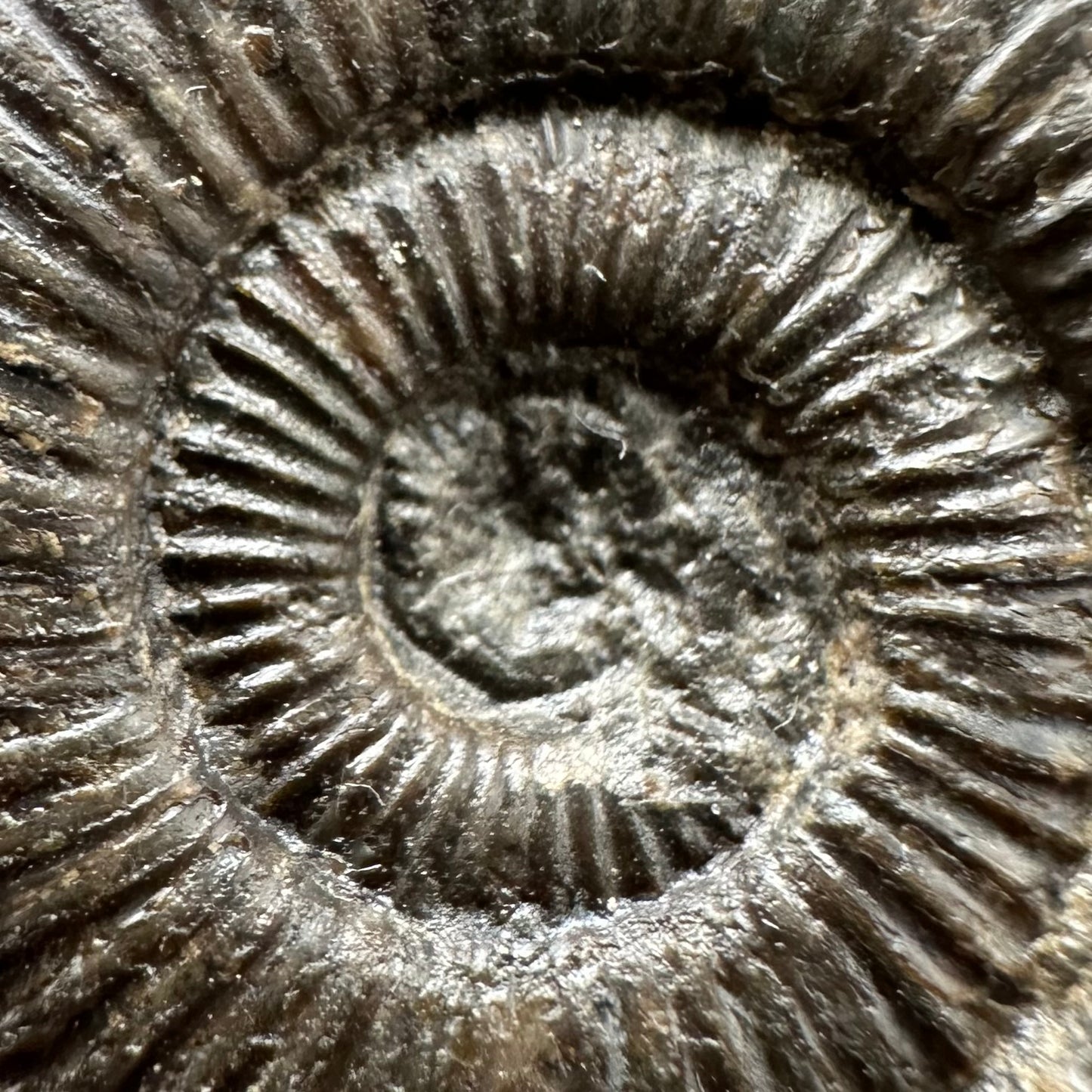 Dactylioceras Ammonite Fossil Gift Set - Whitby, North Yorkshire Jurassic Coast Yorkshire Fossils