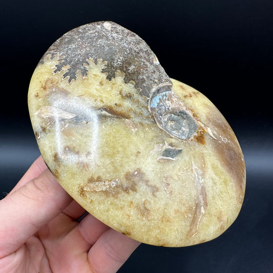 Cleoniceras Ammonite Fossil With Stand - Cretaceous Ammonite Madagascar
