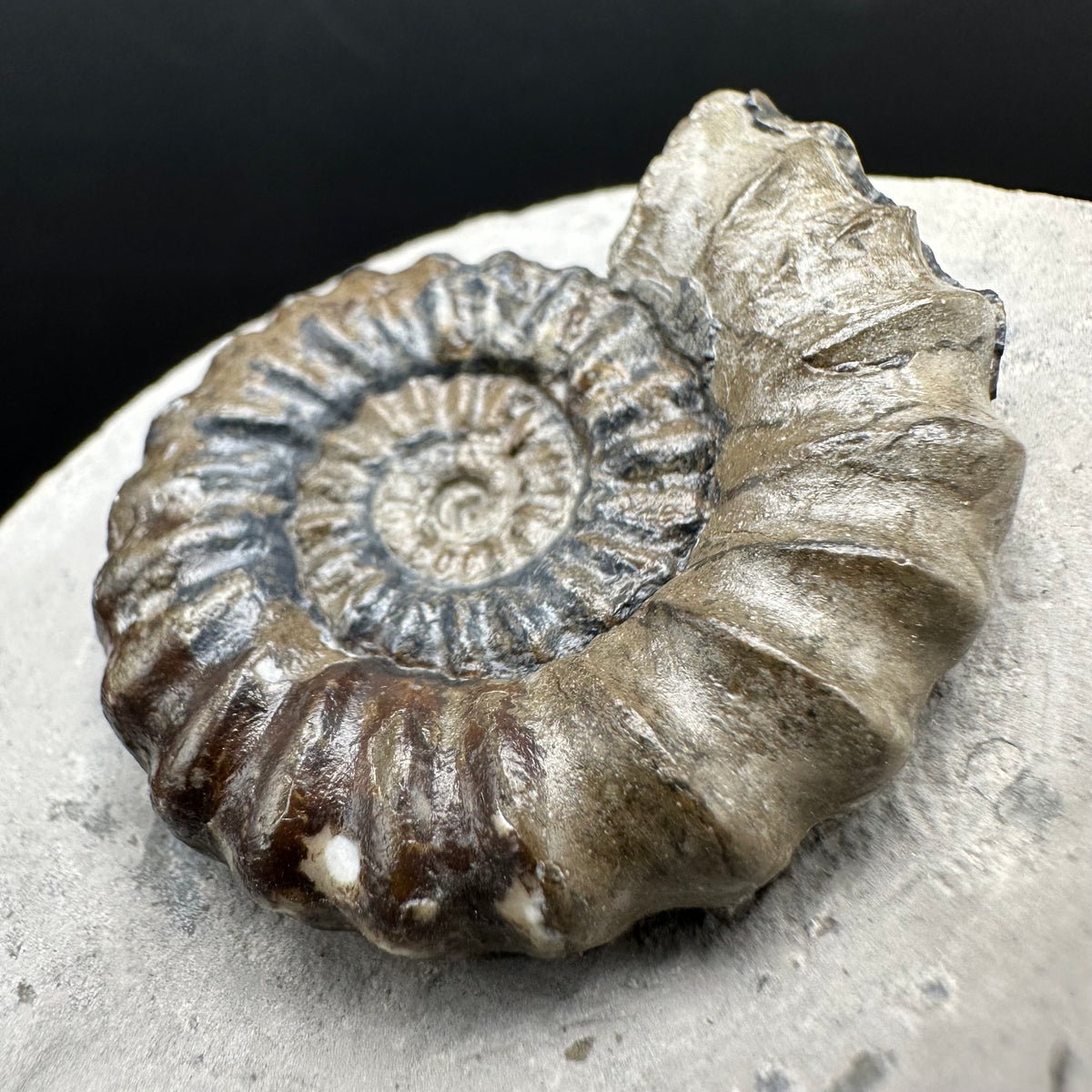 Androgynoceras maculatum ammonite fossil with box and stand - Whitby, North Yorkshire Jurassic Coast Yorkshire Fossils