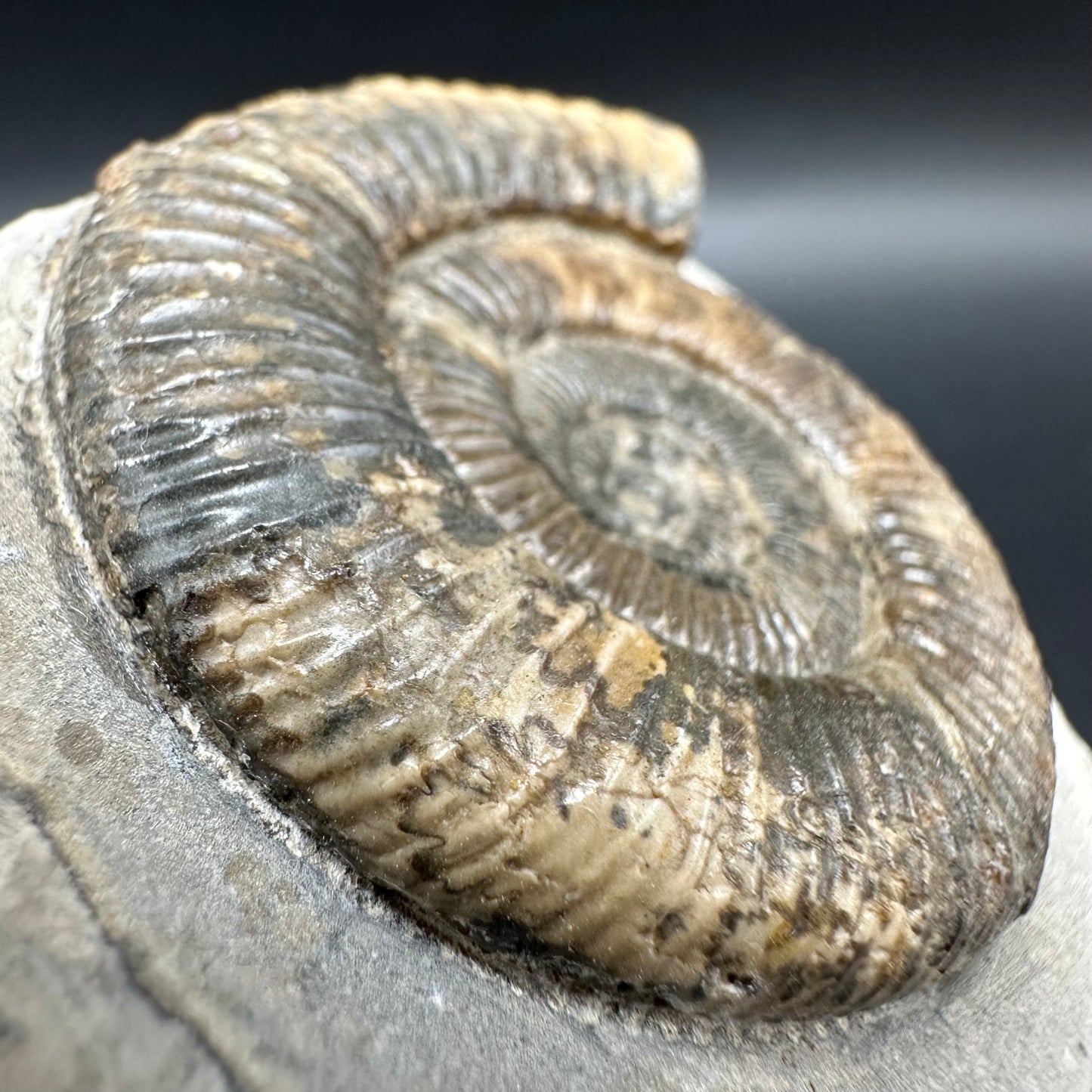 Dactylioceras Ammonite Fossil With Box And Stand - Whitby, North Yorkshire Jurassic Coast Yorkshire Fossils