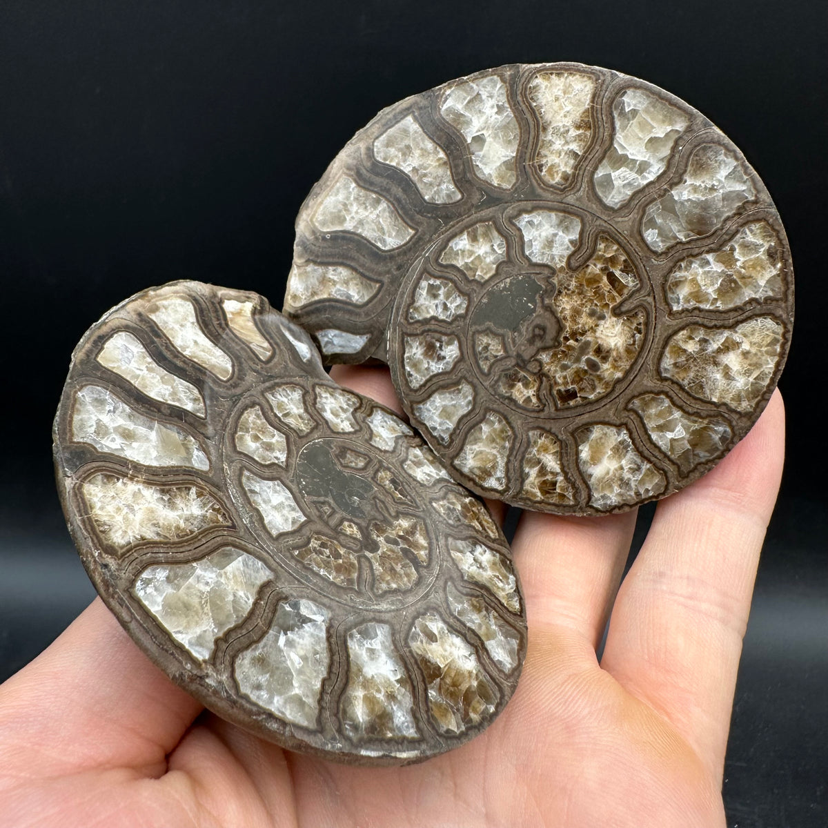 Hildoceras Bifrons Ammonite fossil with stand - Whitby, North Yorkshire Jurassic Coast, Yorkshire Fossils from the Jurassic Coast