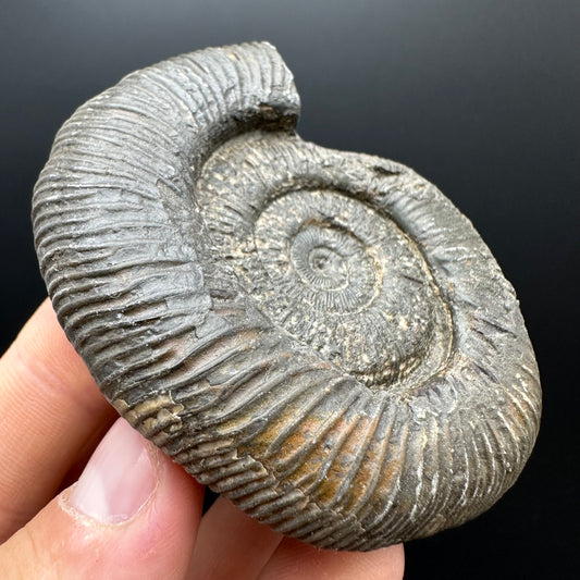 Dactylioceras Ammonite Fossil With box and Stand - Whitby, North Yorkshire Jurassic Coast Yorkshire Fossils