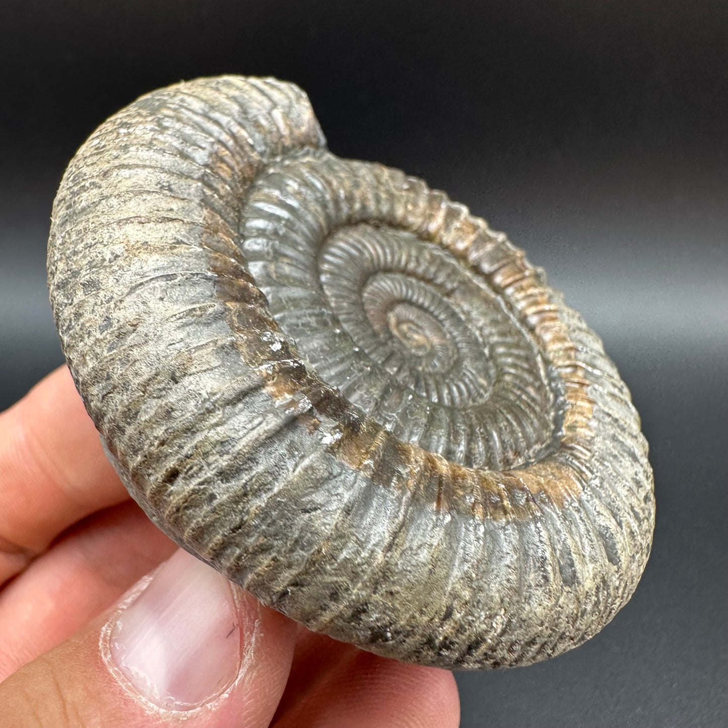 Dactylioceras Ammonite Fossil With Box And Stand - Whitby, North Yorkshire Jurassic Coast Yorkshire Fossils