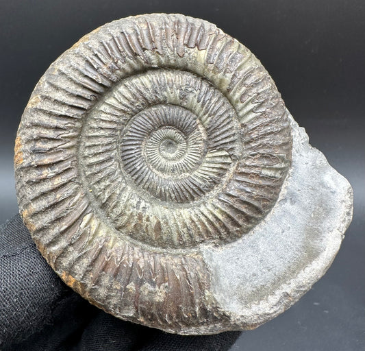 Dactylioceras Ammonite Fossil With Box And Stand - Whitby, North Yorkshire Jurassic Coast Yorkshire Fossils