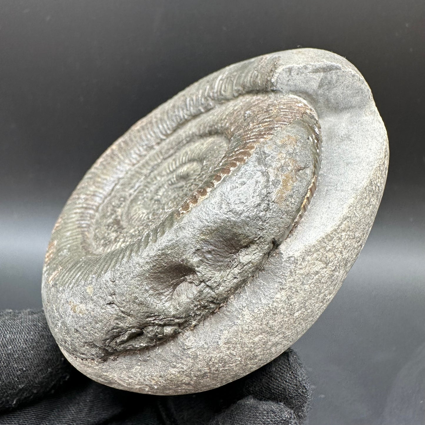 Dactylioceras semicelatum Ammonite fossil with box and stand - Whitby, North Yorkshire Jurassic Coast Yorkshire Fossils