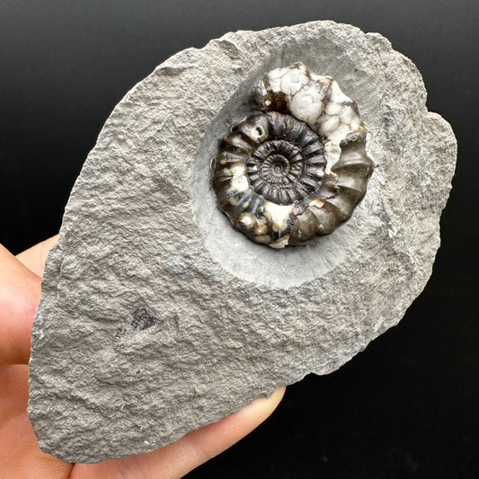 Androgynoceras maculatum ammonite fossil with stand - Whitby, North Yorkshire Jurassic Coast Yorkshire Fossils