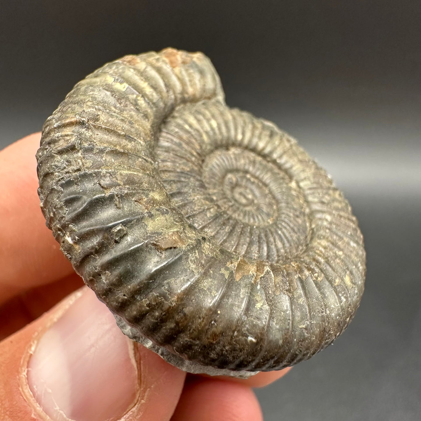 Dactylioceras Ammonite Fossil With Box And Stand - Whitby, North Yorkshire Jurassic Coast Yorkshire Fossils