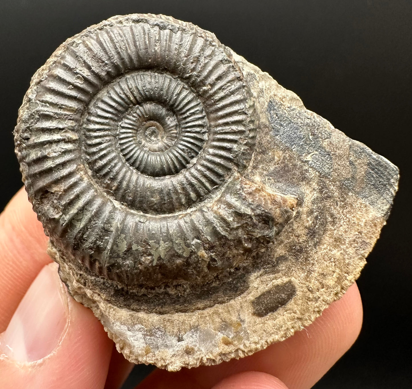 Dactylioceras Ammonite Fossil Gift Set - Whitby, North Yorkshire Jurassic Coast Yorkshire Fossils