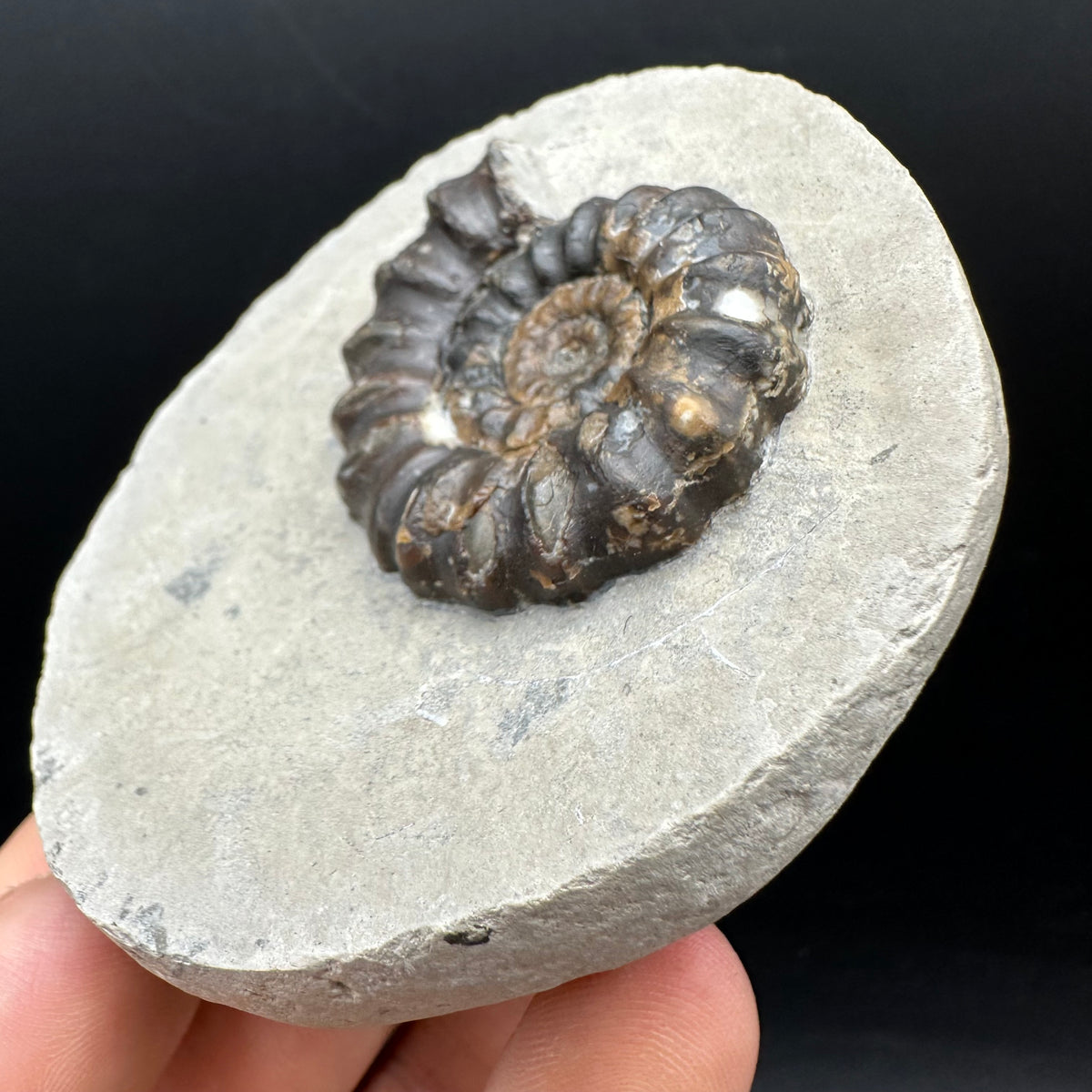 Androgynoceras maculatum ammonite fossil with box and stand - Whitby, North Yorkshire Jurassic Coast Yorkshire Fossils