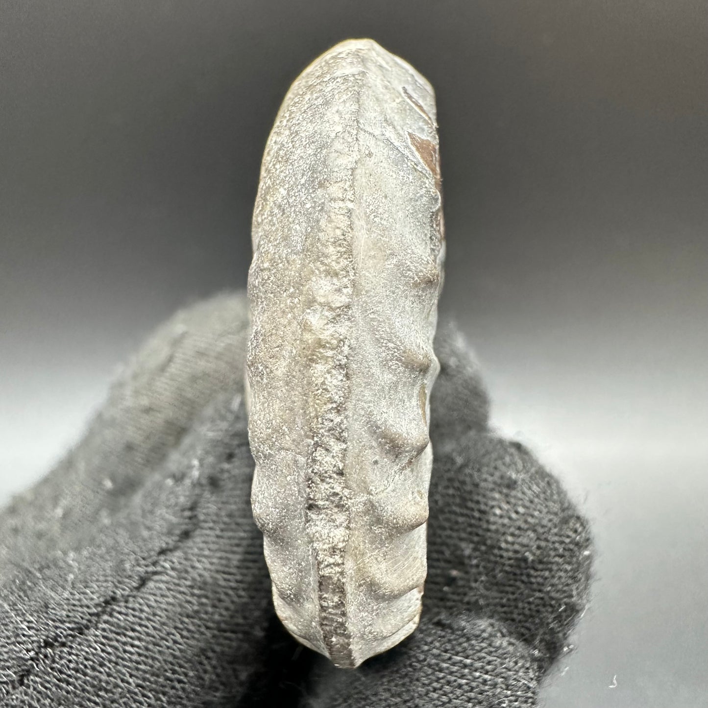Agassiceras shell fossil with box and stand - Whitby, North Yorkshire Jurassic Coast Yorkshire Fossils