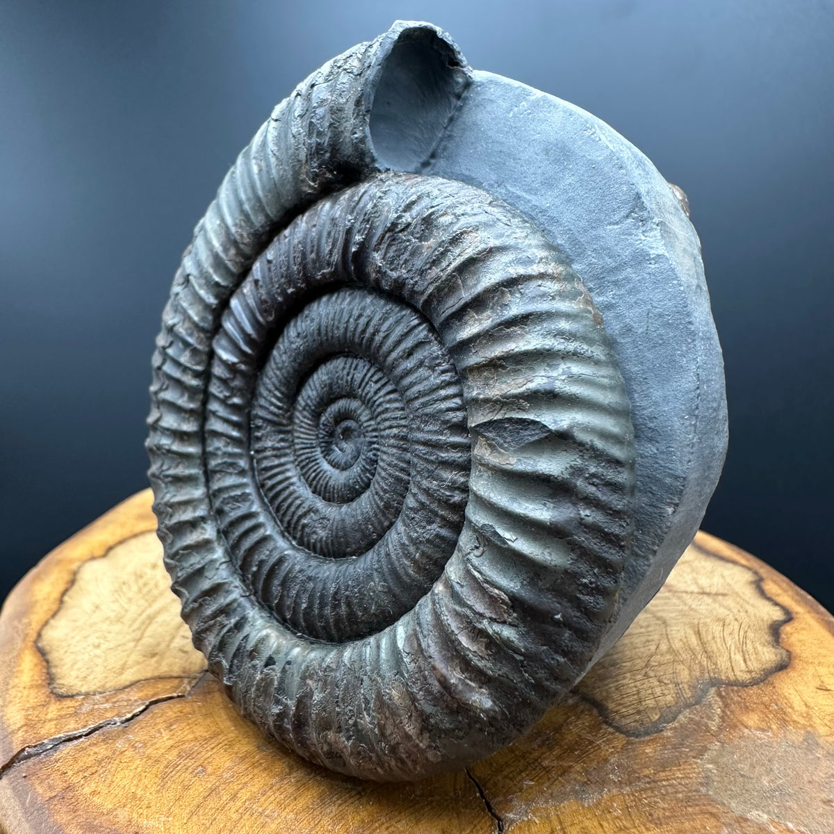 Dactylioceras Ammonite Fossil With box and Stand - Whitby, North Yorkshire Jurassic Coast Yorkshire Fossils