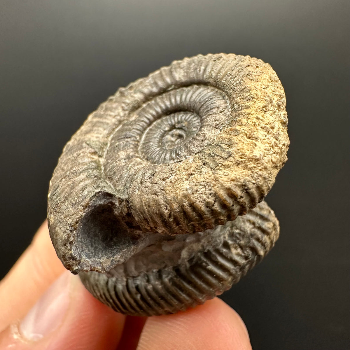 Dactylioceras Ammonite Fossil With Stand - Whitby, North Yorkshire Jurassic Coast Yorkshire Fossils
