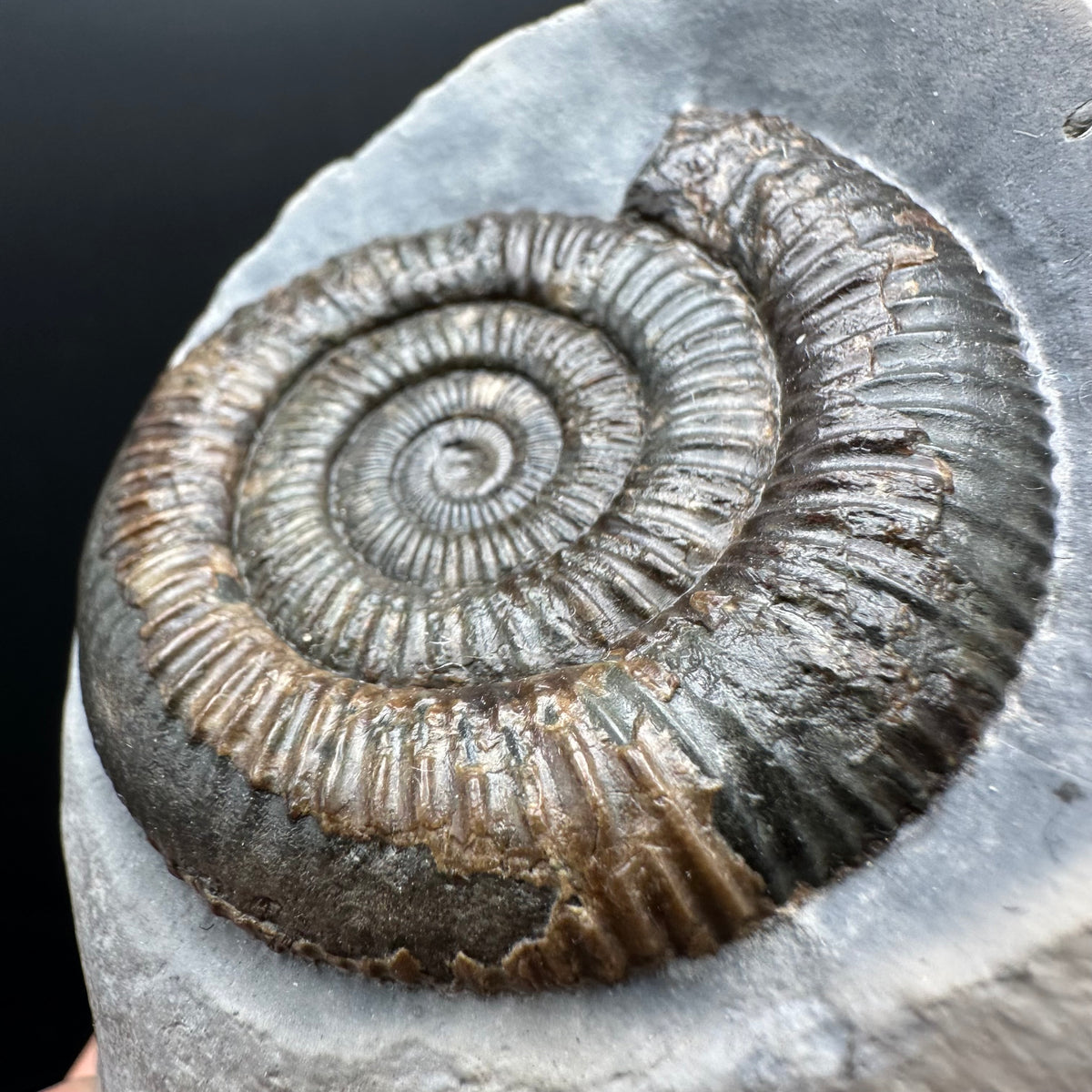 Dactylioceras Ammonite Fossil With Stand - Whitby, North Yorkshire Jurassic Coast Yorkshire Fossils