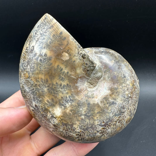 Phylloceras Ammonite Fossil With Box And Stand - Cretaceous Ammonite Madagascar