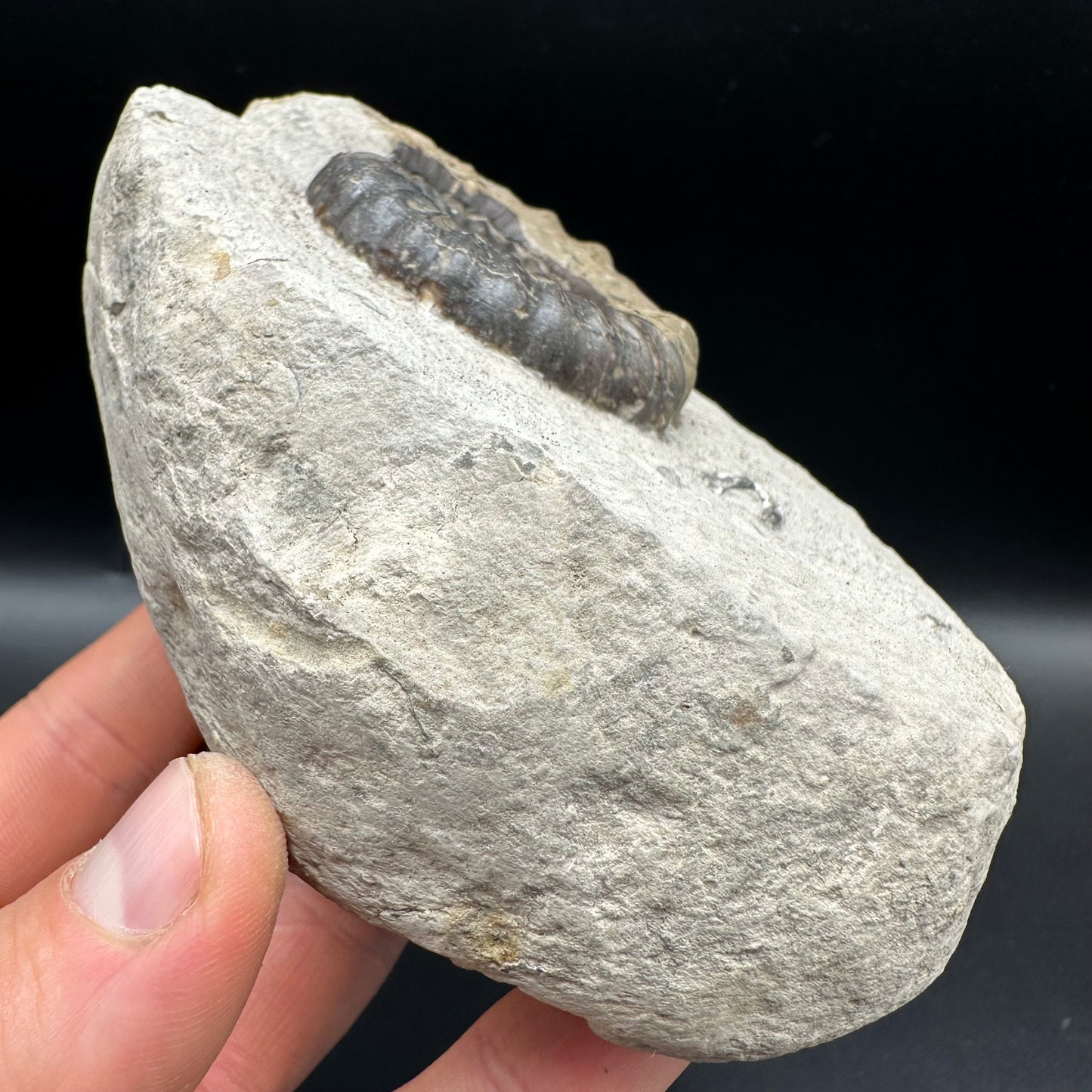 Androgynoceras maculatum Ammonite fossil with gift box and stand - Whitby, North Yorkshire Jurassic Coast Yorkshire Fossils