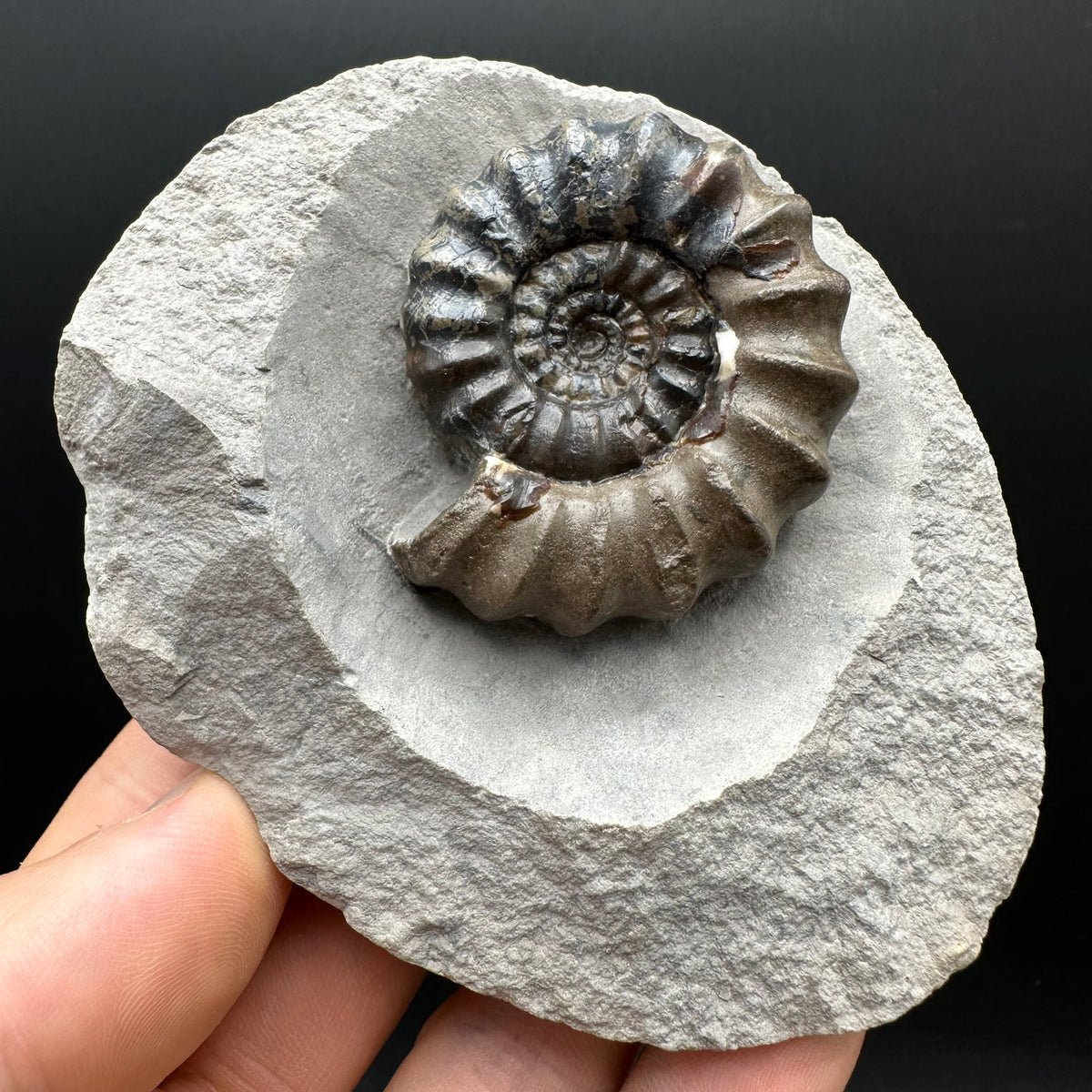 Androgynoceras maculatum ammonite fossil with box and stand - Whitby, North Yorkshire Jurassic Coast Yorkshire Fossils