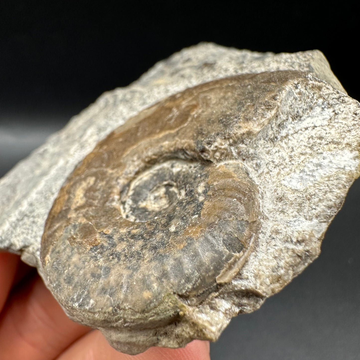 Harpoceras Sp. Ammonite fossil with box and stand - Whitby, North Yorkshire Jurassic Coast Yorkshire Fossils