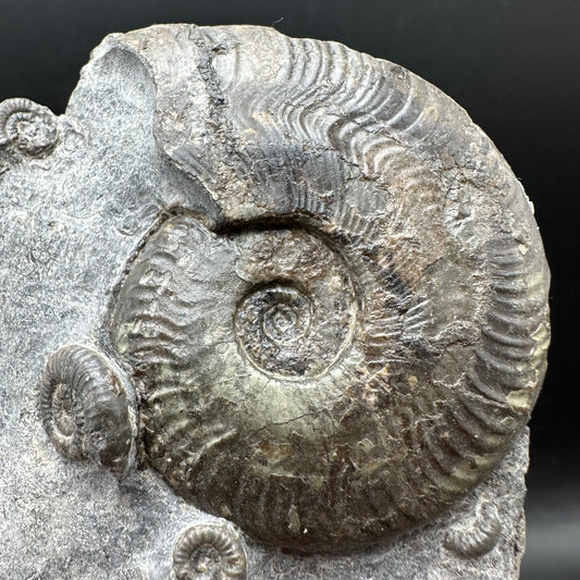 Harpoceras Sp. Ammonite fossil with stand - Whitby, North Yorkshire Jurassic Coast Yorkshire Fossils