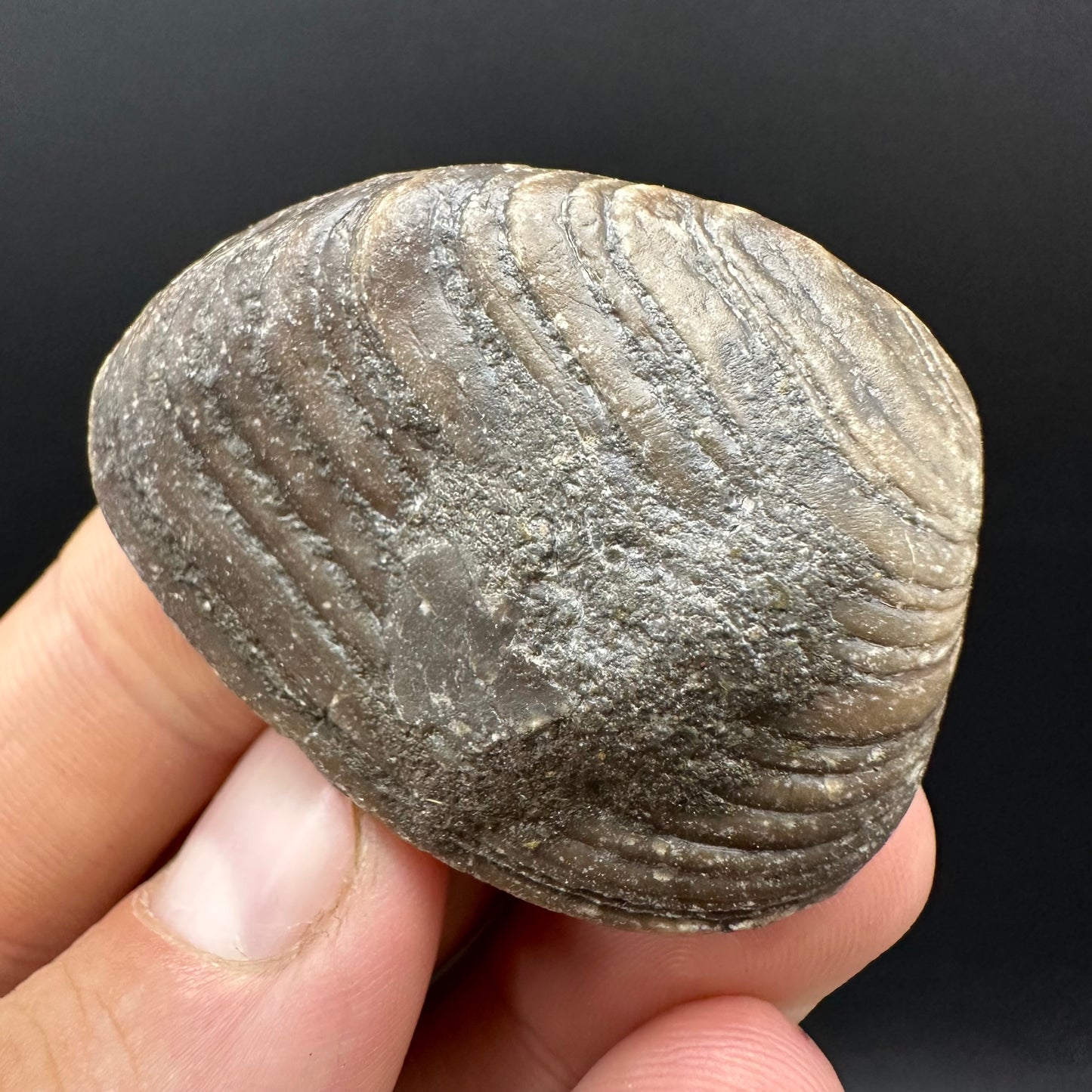 Shell fossil with box and stand - Whitby, North Yorkshire, Jurassic Coast, Yorkshire Fossils