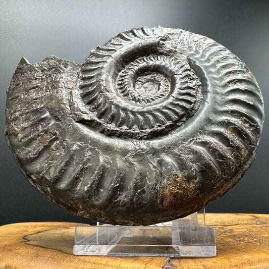 Hildoceras lusitanicum Ammonite fossil with stand - Whitby, North Yorkshire, Jurassic Coast, Yorkshire Fossils from the Jurassic Coast