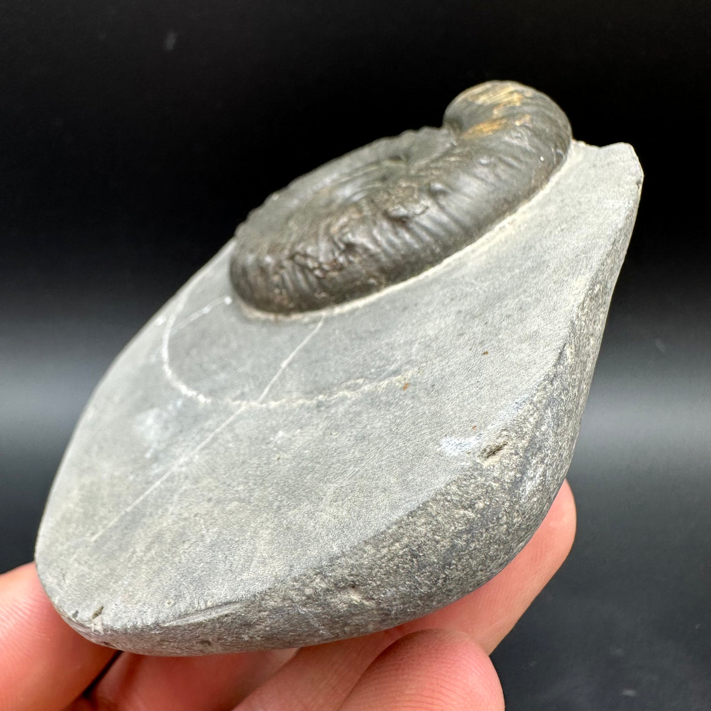 Peronoceras fibulatum Ammonite fossil with box and stand - Whitby, North Yorkshire Jurassic Coast Yorkshire Fossils