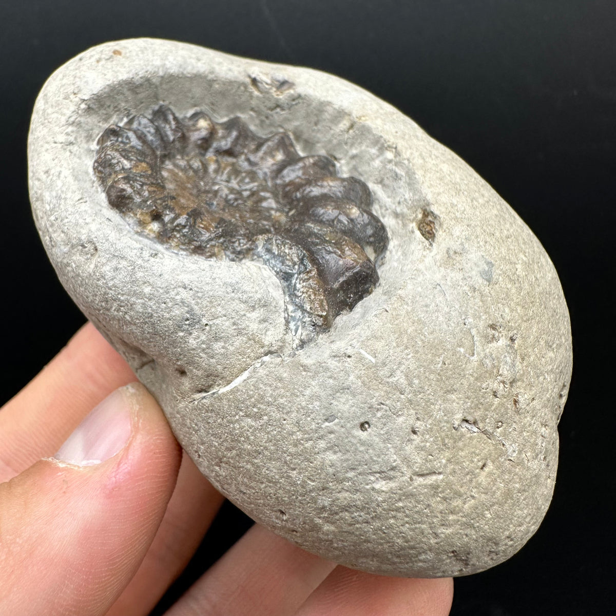 Androgynoceras maculatum ammonite fossil with box and stand - Whitby, North Yorkshire Jurassic Coast Yorkshire Fossils
