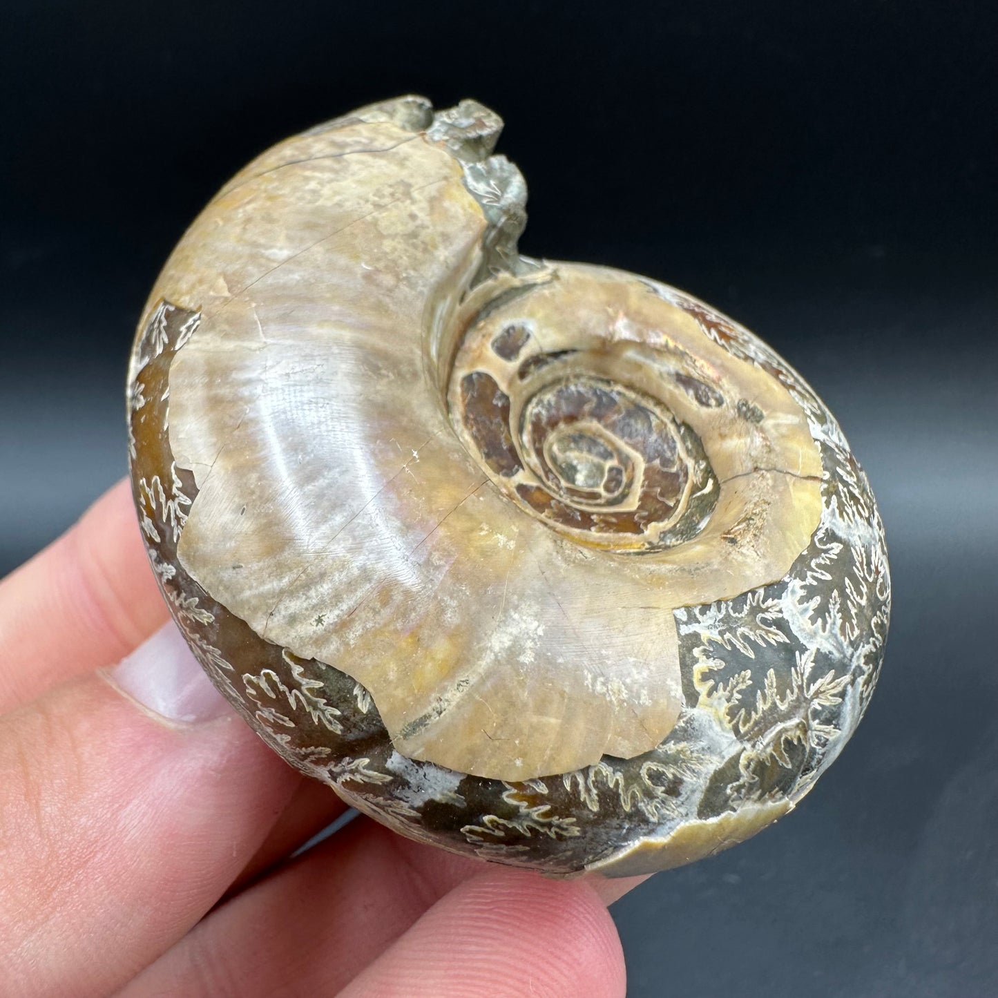 Puzosia Ammonite Fossil With Box And Stand - Cretaceous Ammonite Madagascar