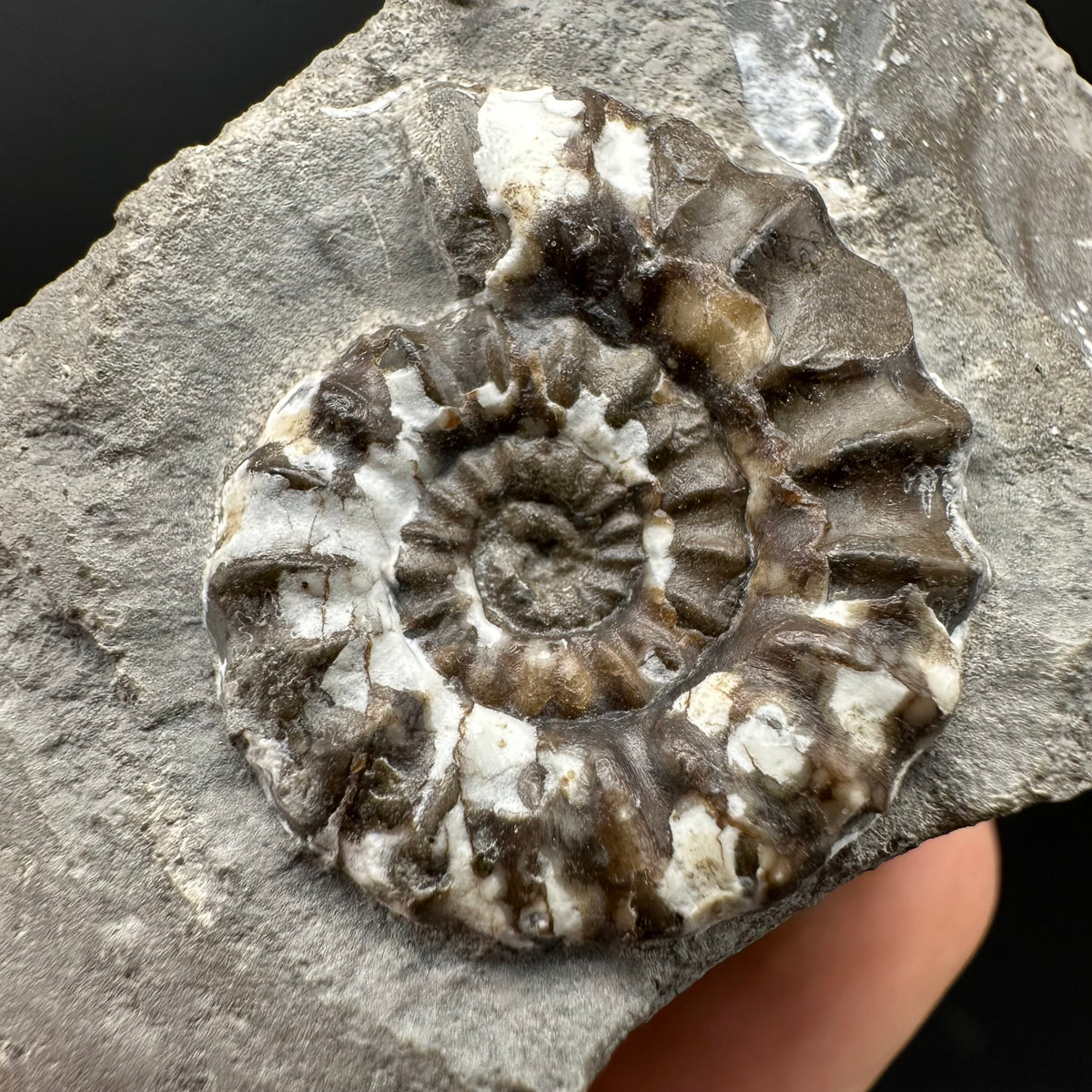 Androgynoceras maculatum ammonite fossil with box and stand - Whitby, North Yorkshire Jurassic Coast Yorkshire Fossils
