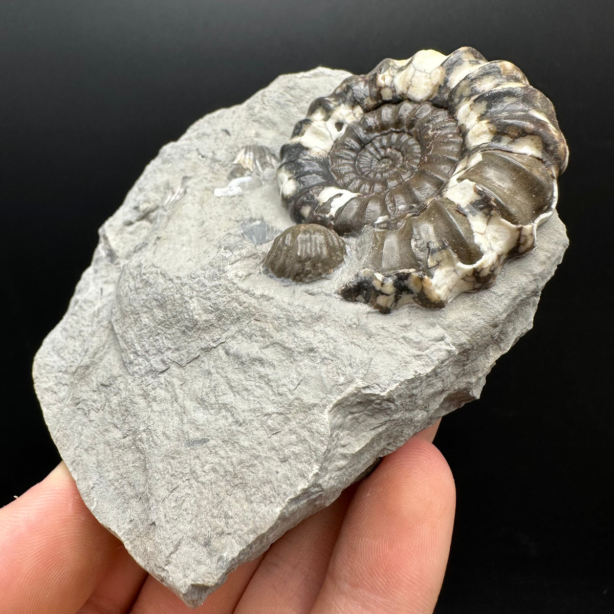 Androgynoceras maculatum ammonite fossil with box and stand - Whitby, North Yorkshire Jurassic Coast Yorkshire Fossils
