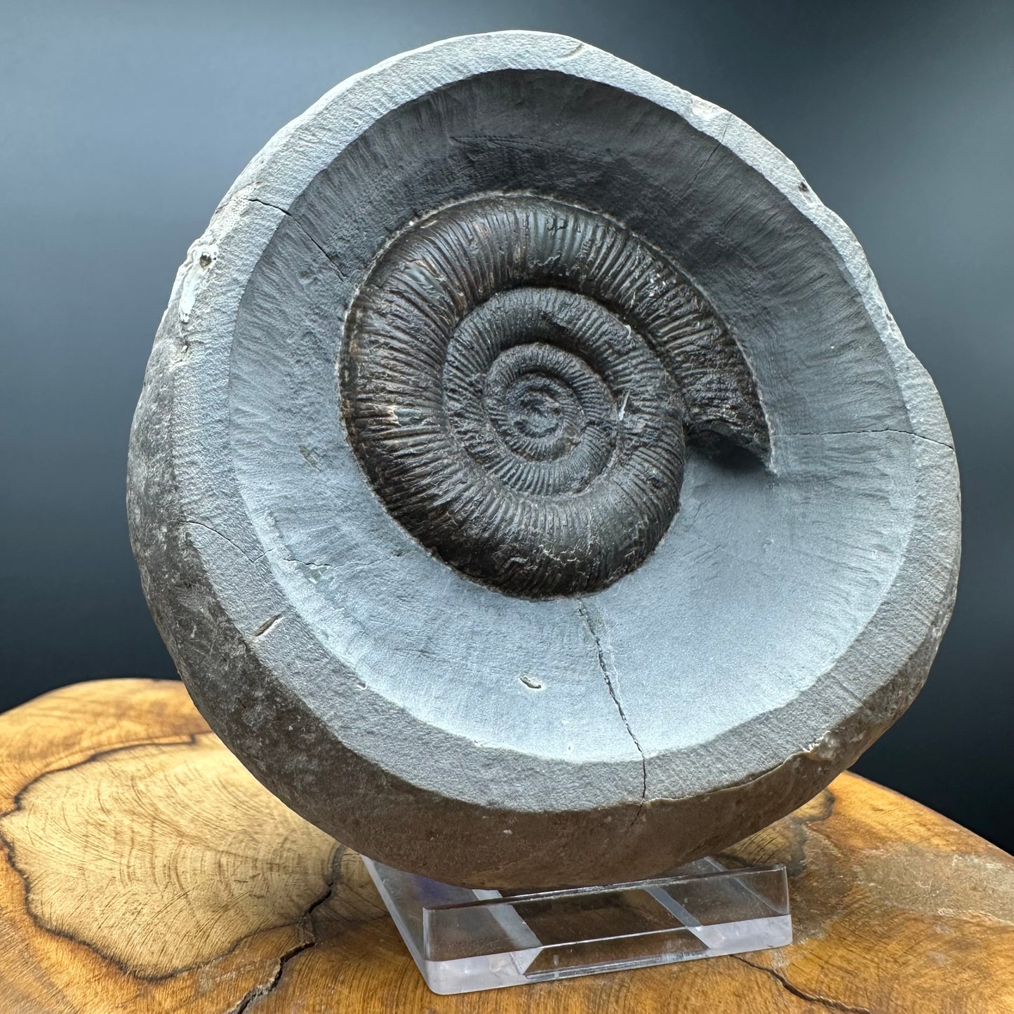 Dactylioceras tenuicostatum Ammonite fossil with box and stand - Whitby, North Yorkshire Jurassic Coast
