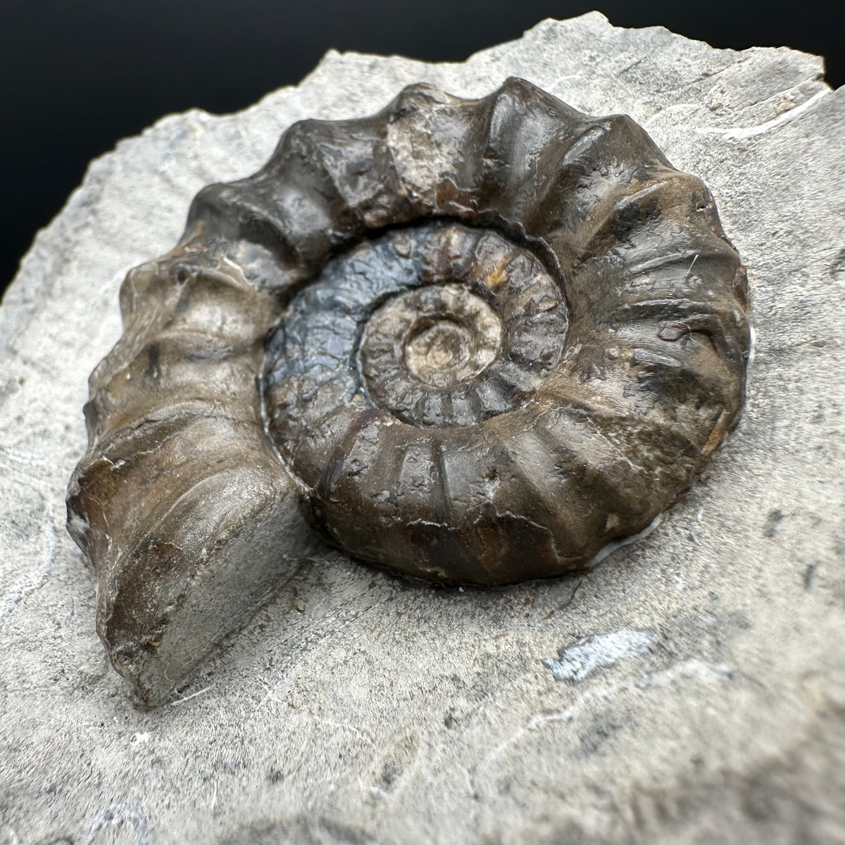 Androgynoceras maculatum ammonite fossil with stand - Whitby, North Yorkshire Jurassic Coast Yorkshire Fossils