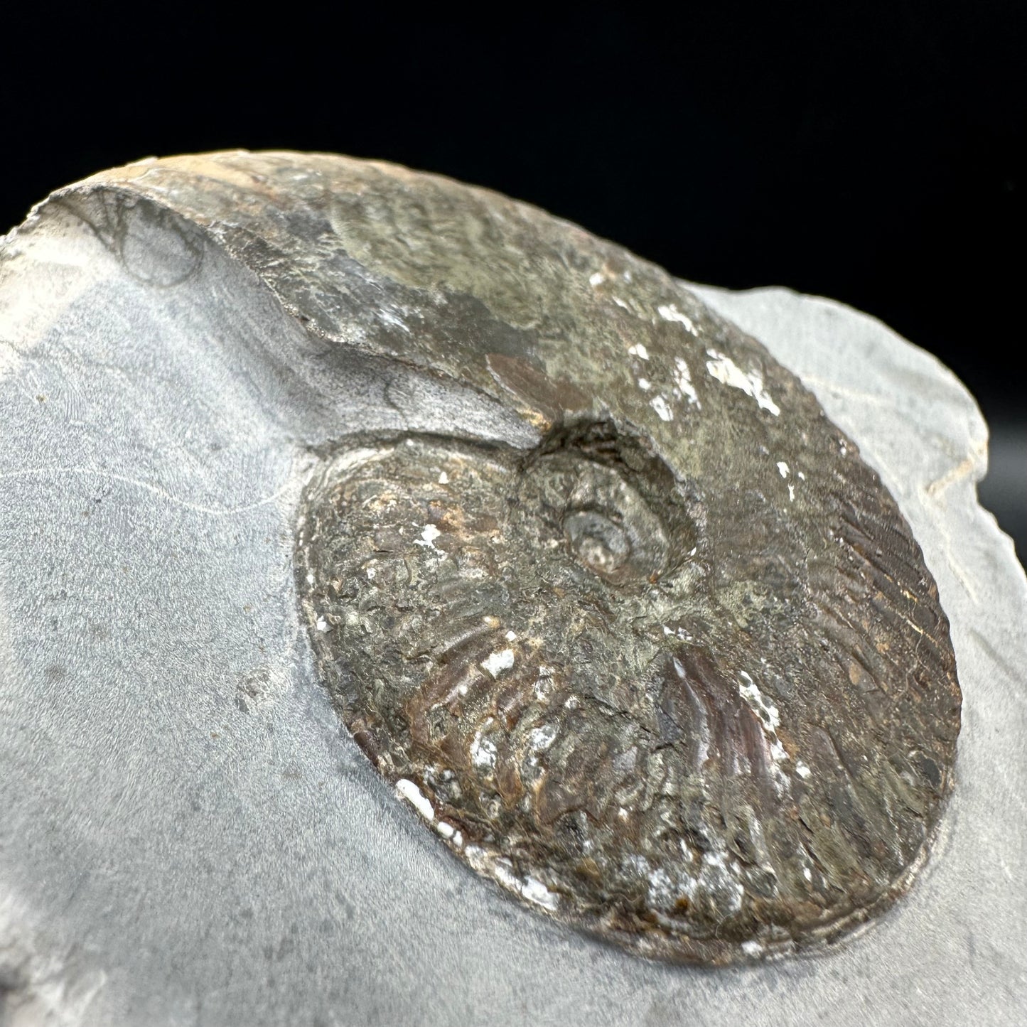 Pseudolioceras lythense Ammonite fossil with box and stand - Whitby, North Yorkshire, Yorkshire Fossils on the Jurassic Coast