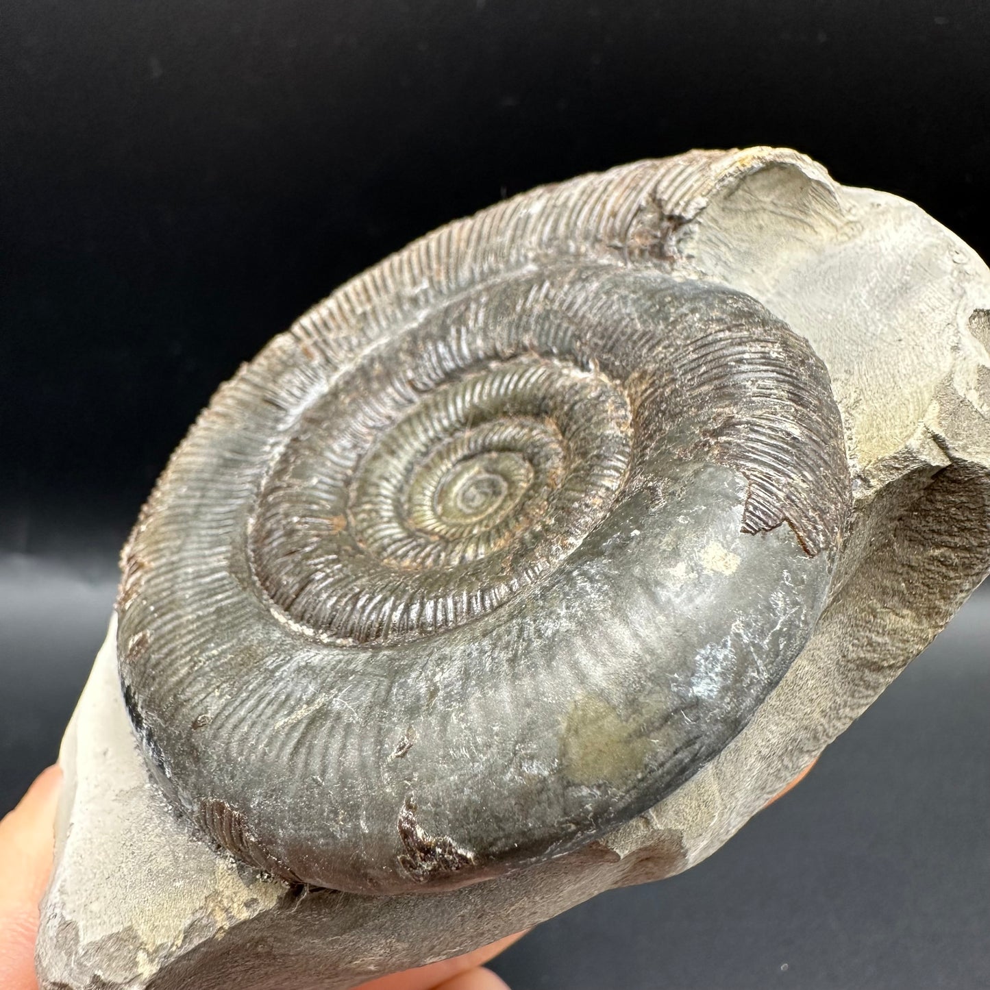 Dactylioceras tenuicostatum Ammonite fossil with box and stand - Whitby, North Yorkshire Jurassic Coast